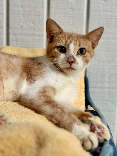 EMMA - Domestic Short Hair available for adoption