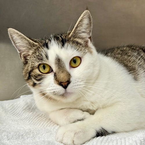 picture of the cat needing adoption