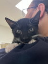 Orphie - Photo 2
