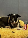 Jack - Photo 1