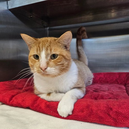 picture of the cat needing adoption