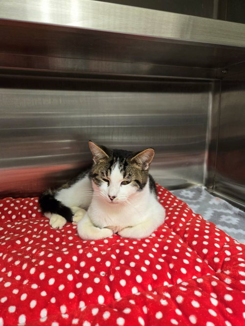 picture of the cat needing adoption