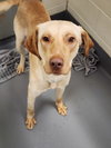 Waylon - Photo 1