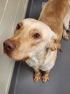 Waylon - Photo 2