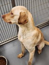 Waylon - Photo 3