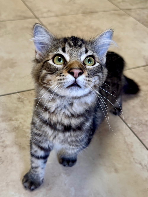 HEMLOCK - Domestic Medium Hair available for adoption