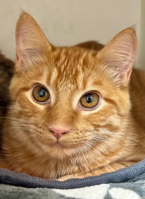 REDWOOD - Domestic Short Hair available for adoption