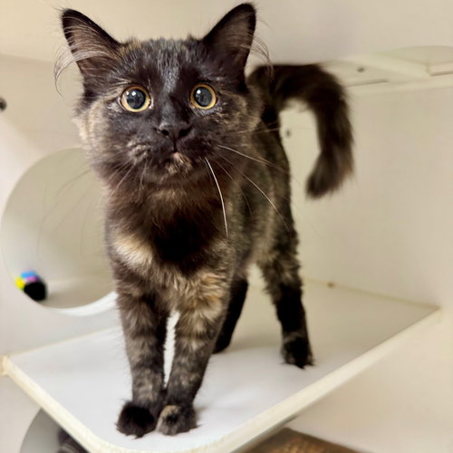 WENGE - Domestic Medium Hair available for adoption