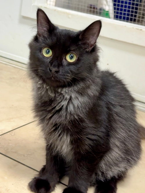 ISOLDE - Domestic Medium Hair available for adoption