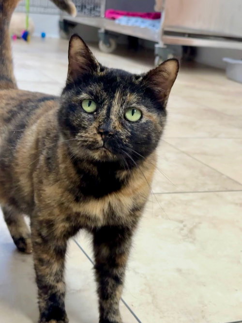 picture of the cat needing adoption