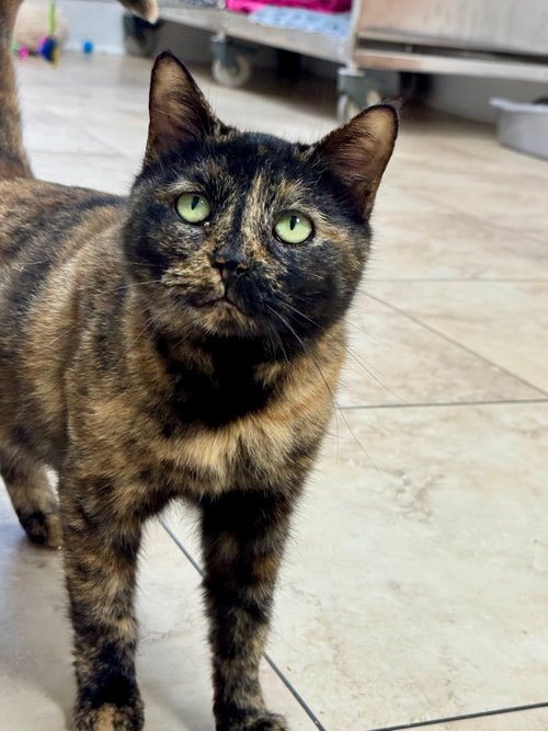 CHILI - Domestic Short Hair available for adoption