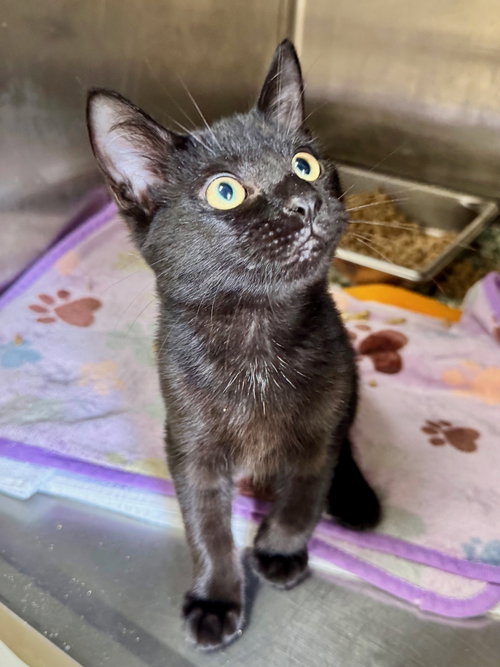 picture of the cat needing adoption