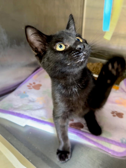 SOOT - Domestic Short Hair available for adoption