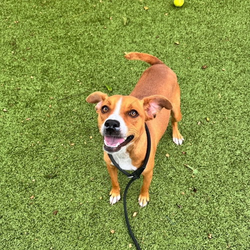 picture of the dog needing adoption