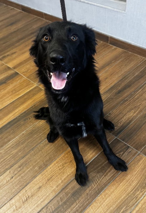 picture of the dog needing adoption