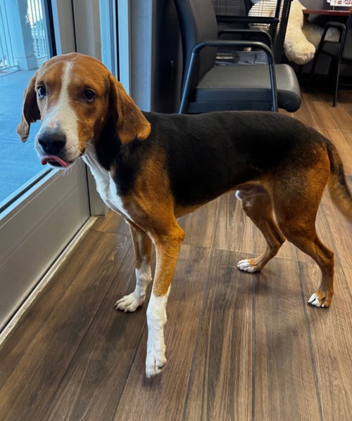 picture of the dog needing adoption