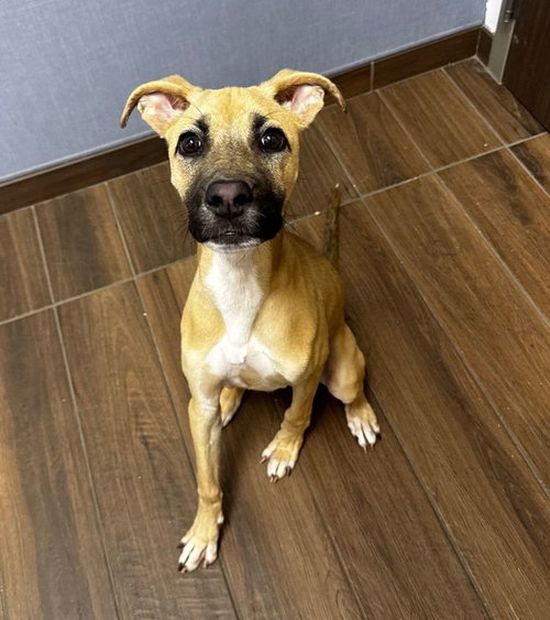 picture of the dog needing adoption
