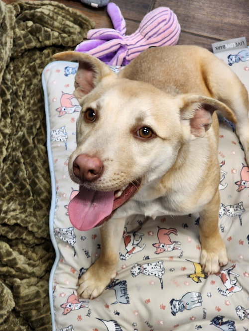 picture of the dog needing adoption