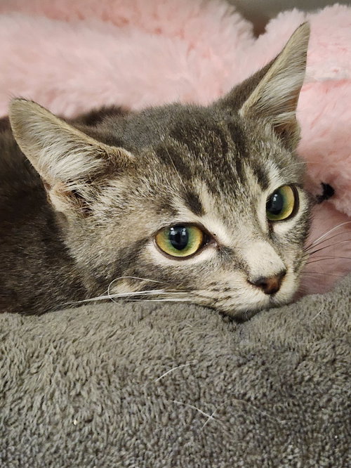 SHARKIE - Domestic Short Hair available for adoption