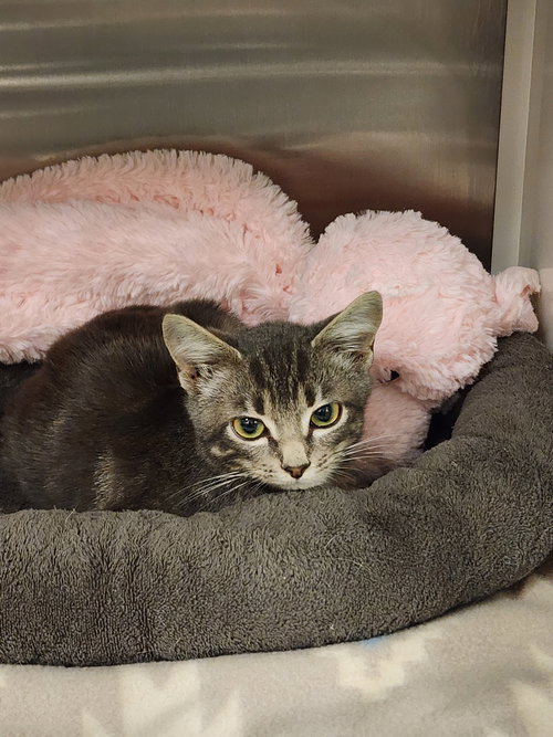 SHARKIE - Domestic Short Hair available for adoption