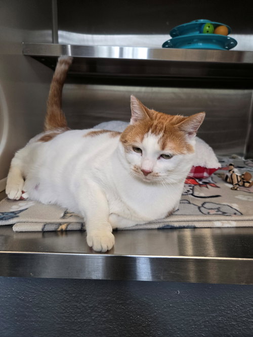EARLITA - Domestic Short Hair available for adoption