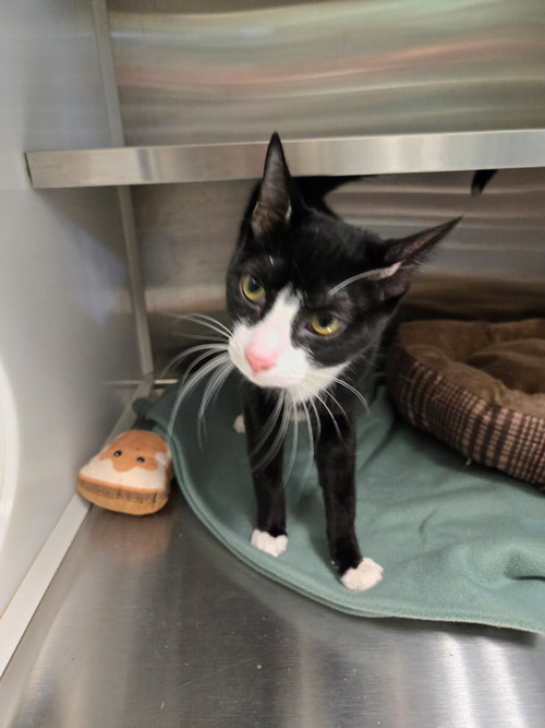 BENJI - Domestic Short Hair available for adoption