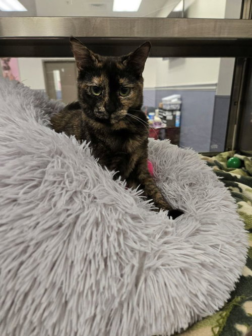 HOLIDAY - Domestic Short Hair available for adoption