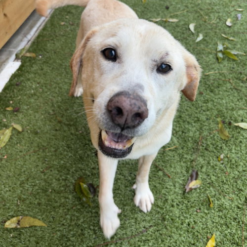 picture of the dog needing adoption