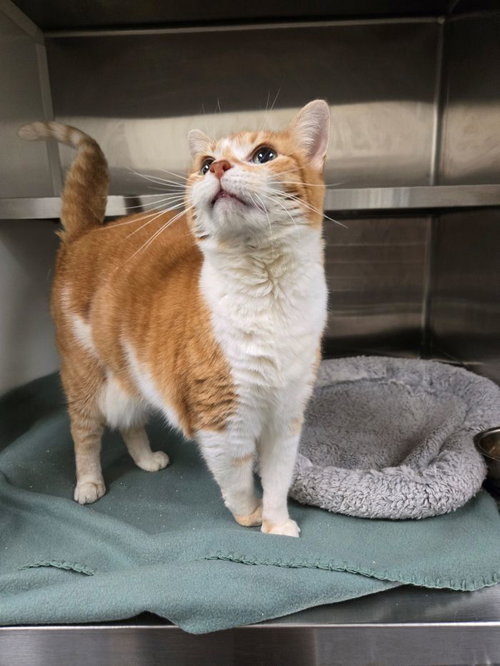 picture of the cat needing adoption