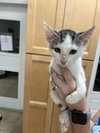 Pepper - Photo 1