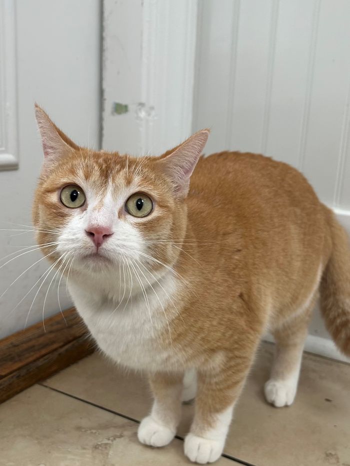 Cassie Image