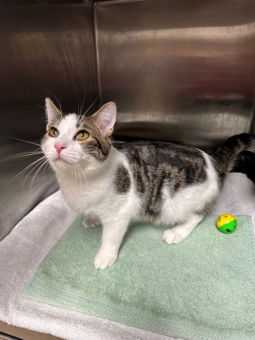 TAZ - Domestic Short Hair available for adoption