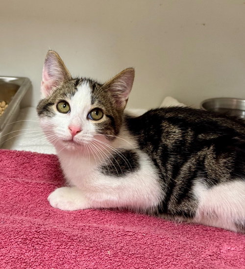 TAZ - Domestic Short Hair available for adoption