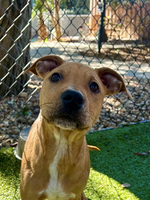 picture of the dog needing adoption