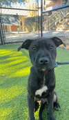 Frodo - Photo 1