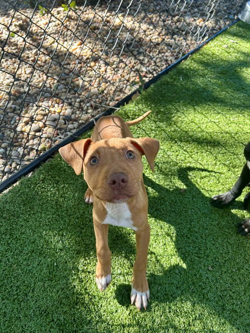 picture of the dog needing adoption