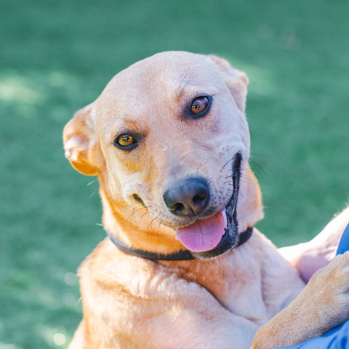 KALEIDOSCOPE - Carolina Dog available for adoption