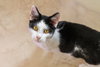Rorschach - Photo 1