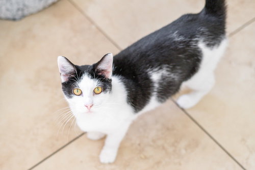 RORSCHACH - Domestic Short Hair available for adoption