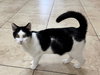 Rorschach - Photo 3