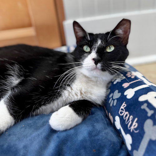 MILLIE - Domestic Short Hair available for adoption