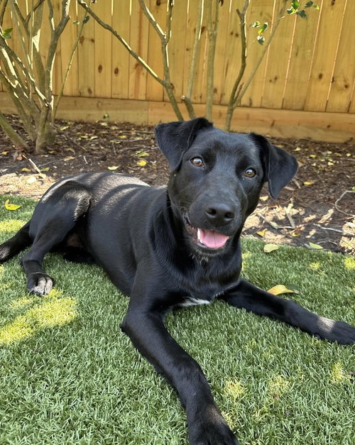 picture of the dog needing adoption