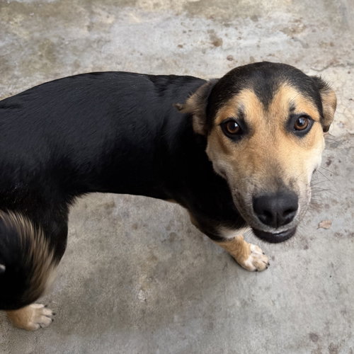 picture of the dog needing adoption