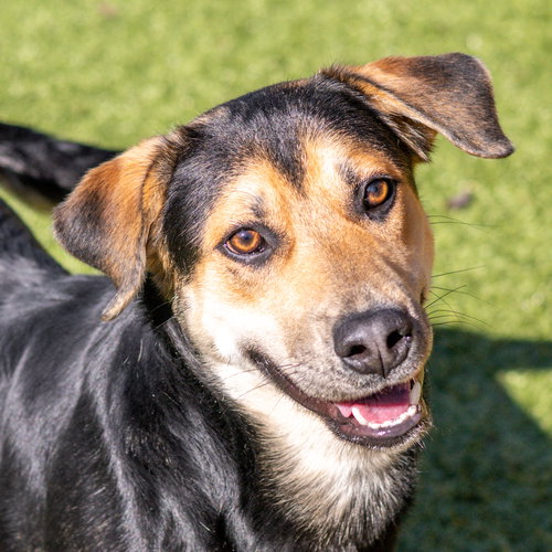 Trent, an adoptable Hound in Hilton Head, SC