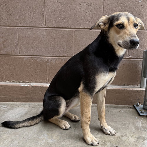 picture of the dog needing adoption
