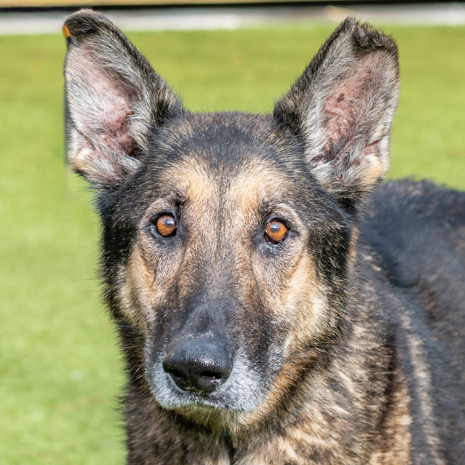 Axel Image