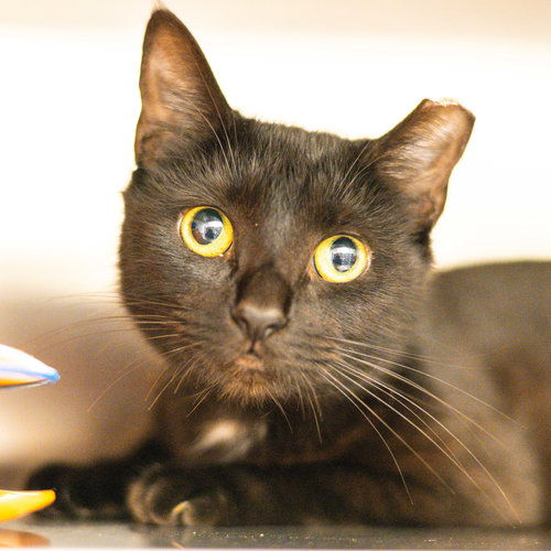 picture of the cat needing adoption