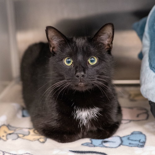 picture of the cat needing adoption