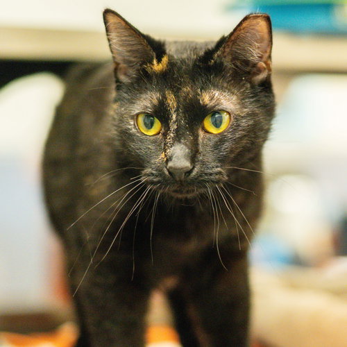 picture of the cat needing adoption
