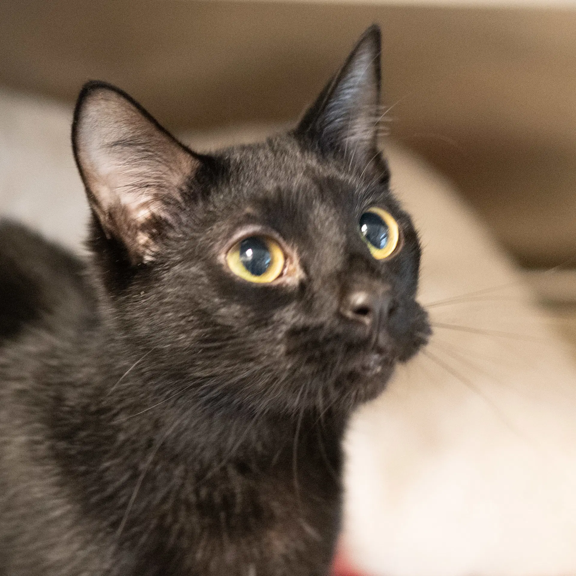 Bernard - Domestic Short Hair